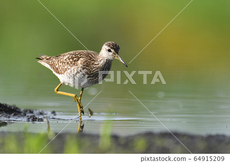 Wood Sandpiper (Tringa glareola) Wood Sandpiper (Tringa glareola) 64915209