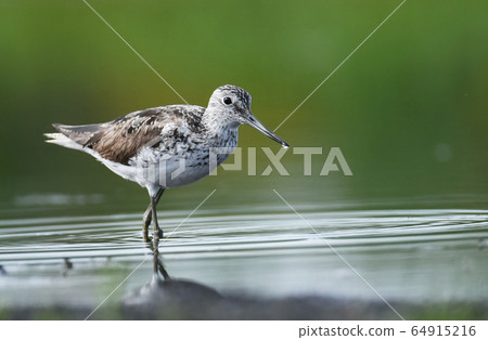 Common greenshank Common greenshank 64915216