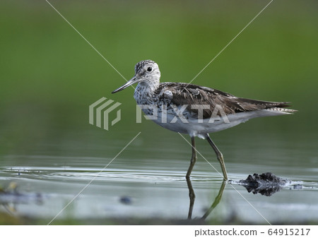Common greenshank Common greenshank 64915217