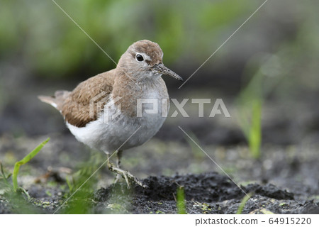 Temminck's stint Temminck's stint 64915220