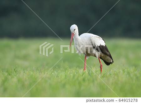 White stork White stork 64915278