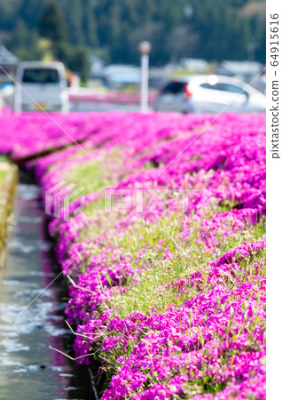福井縣小野市越前大野花jutan Shibazakura 照片素材 圖片 圖庫