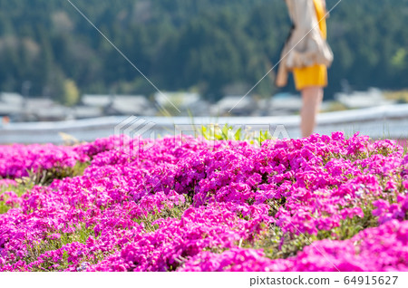 Ono City, Fukui Prefecture Echizen Ohno Flower Jutan Shibazakura 64915627