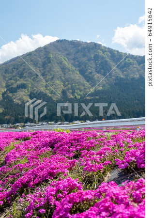 Ono City, Fukui Prefecture Echizen Ohno Flower Jutan Shibazakura 64915642