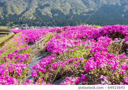 Ono City, Fukui Prefecture Echizen Ohno Flower Jutan Shibazakura 64915643