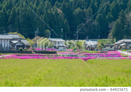 福井縣小野市越前大野花Jutan Shibazakura 64915671