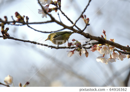 荒尾市四山神社名次郎 64916362