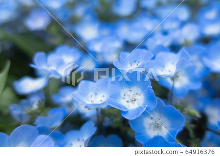 Nemophila花園 64916376