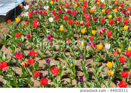 Tulip (Azuma Park) 64916511