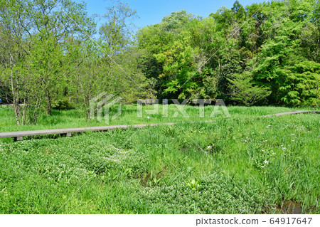 大町公園(千葉縣市川市大町自然觀察公園) 大町公園(千葉縣市川市大町自然觀察公園) 64917647