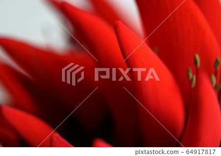 Okinawa Prefecture Flower Deigo Flower 64917817