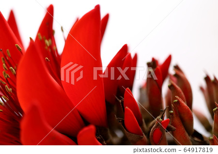 Okinawa Prefecture Flower Deigo Flower 64917819