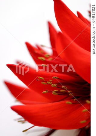 Okinawa Prefecture Flower Deigo Flower 64917821