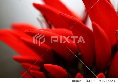 Okinawa Prefecture Flower Deigo Flower 64917823