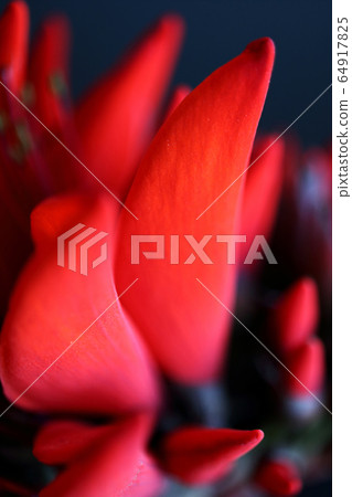 Okinawa Prefecture Flower Deigo Flower 64917825