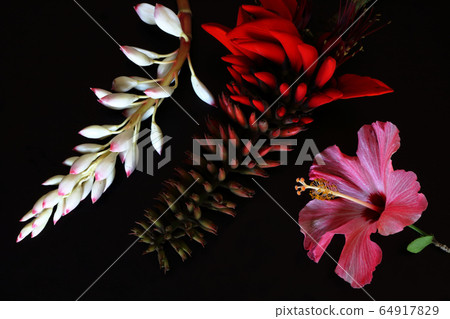 Shell ginger deigo hibiscus Okinawa's representative flower 64917829
