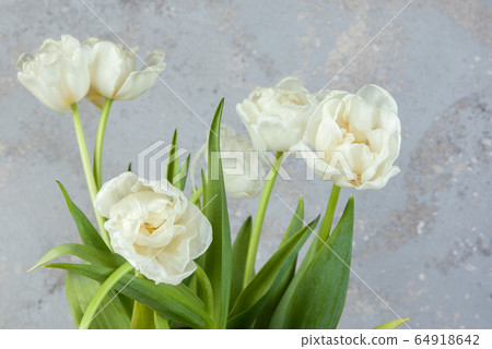 White tulips on concrete background. 64918642