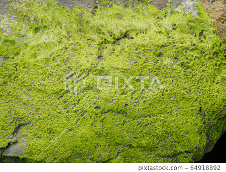 Beautiful green moss covered on the rock at sandy beach. Beautiful green moss covered on the rock at sandy beach. 64918892