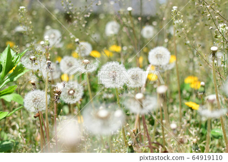 黃色蒲公英種子花田 黃色蒲公英種子花田 64919110