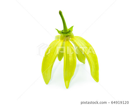 fragrant flowers of climbing ylang-ylang on white fragrant flowers of climbing ylang-ylang on white 64919120