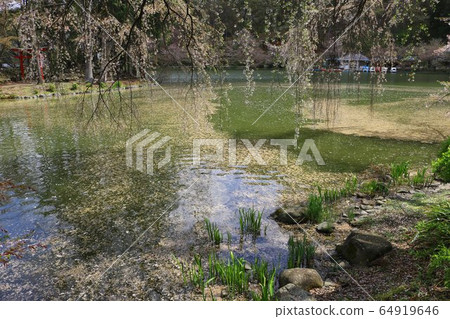Cherry blossoms and flower squid 64919646