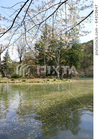 Cherry blossoms and flower squid 64919647