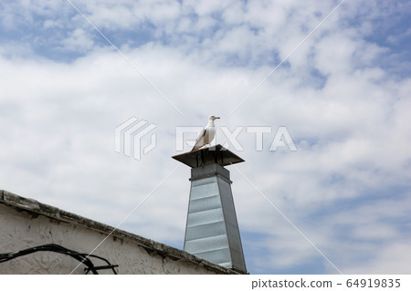 A curious seagull stands on the chimney of the A curious seagull stands on the chimney of the 64919835