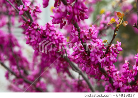 Beautiful tree with pink color in spring Beautiful tree with pink color in spring 64919837
