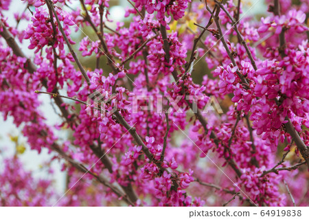 Beautiful tree with pink color in spring Beautiful tree with pink color in spring 64919838