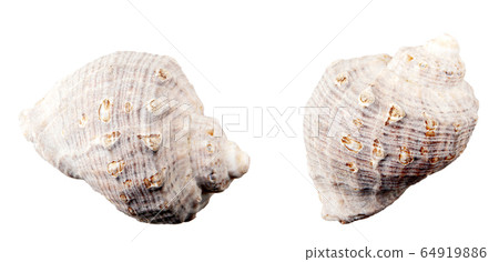 Close-Up Of Seashell Against White Background 64919886