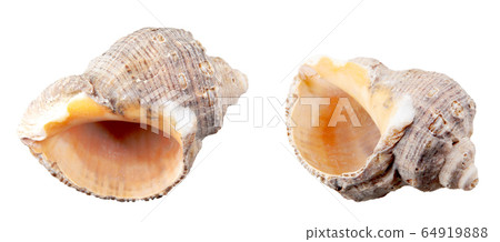 Close-Up Of Seashell Against White Background 64919888