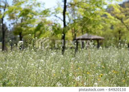 Wildflowers and faraway shelter Wildflowers and faraway shelter 64920138