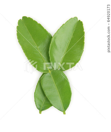 Green leaf, Bergamot Leaf (kaffir lime) isolated on white background Green leaf, Bergamot Leaf (kaffir lime) isolated on white background 64920173