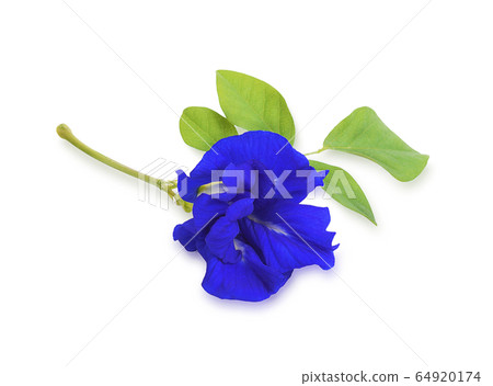 Anchan flowers with leaves isolated on white background Anchan flowers with leaves isolated on white background 64920174