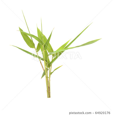 Bamboo leaves isolated on white background Bamboo leaves isolated on white background 64920176