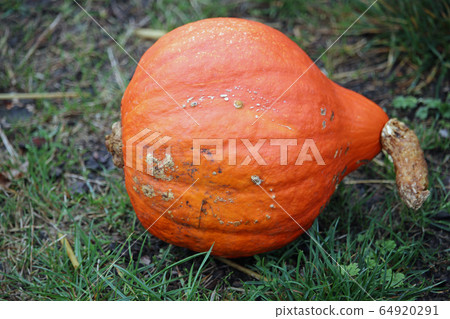 Potimarron Hubbard pumpkin squash Potimarron Hubbard pumpkin squash 64920291