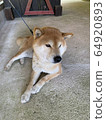 放鬆Shiba Inu 64920893