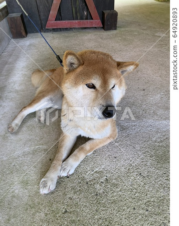 放鬆Shiba Inu 64920893