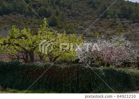 Spring in the road cultivated fruit fields 64921210