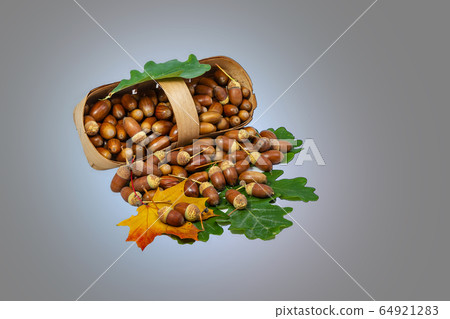 A basket with fruits and leaves of the Russian oak A basket with fruits and leaves of the Russian oak 64921283