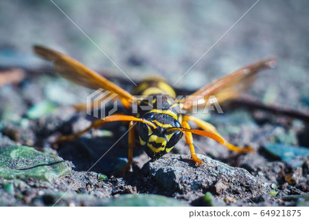 Wasp in early spring on the street sits on the Wasp in early spring on the street sits on the 64921875
