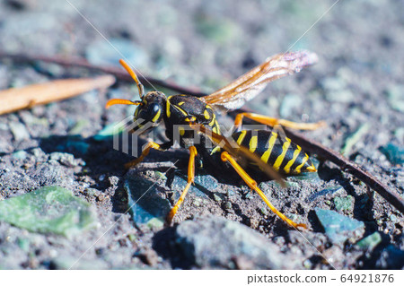 Wasp in early spring on the street sits on the Wasp in early spring on the street sits on the 64921876