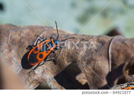 Spring, bedbugs of soldiers on dry leaves of a Spring, bedbugs of soldiers on dry leaves of a 64921877