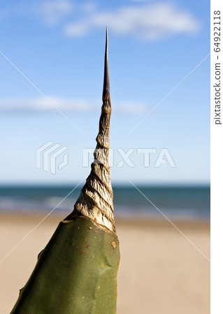 Agave Americana Marginata on the beach in the Agave Americana Marginata on the beach in the 64922118