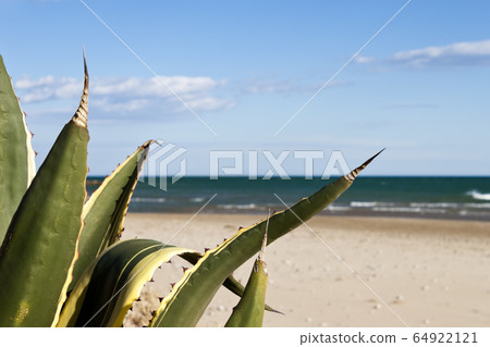 Agave Americana Marginata on the beach in the 64922121