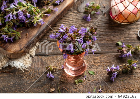 Blooming ground-ivy twigs in a vase 64922162
