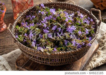 Fresh ground-ivy in a basket on a table Fresh ground-ivy in a basket on a table 64922185