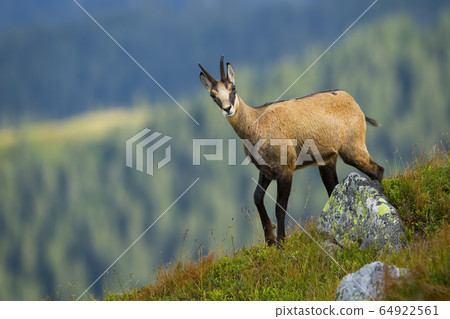 Alert tatra chamois walking on peak of hill in summer mountains Alert tatra chamois walking on peak of hill in summer mountains 64922561