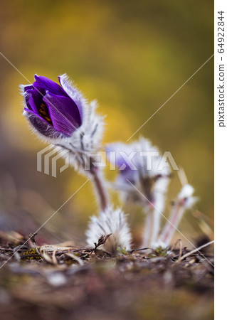 Pulsatilla grandis, the greater pasque flower. 64922844