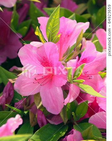 Azalea spring material 64923659